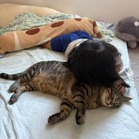 女の子に吸われる猫