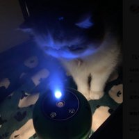 ライトをのぞき込む猫