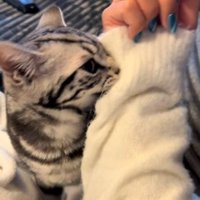 人の腕を噛んでいる猫