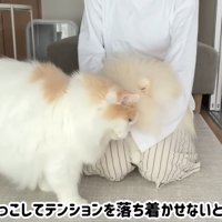 落ち着かせないと