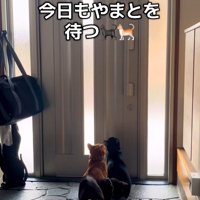玄関で待っている猫達