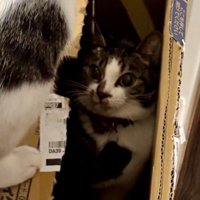ダンボールの上から見つめてくる青い首輪をしている猫を見つめ返すキジ白猫