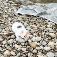 川に捨てられていた子猫