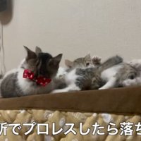 こんな所で(4匹)