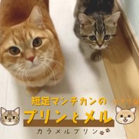 廊下を歩いてくる2匹のマンチカン