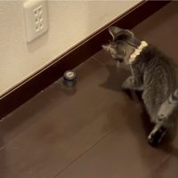 ドアストッパーが気になる猫
