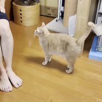 男の子のそばに立っている猫