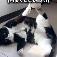 猫に話しかけながら近づく女性