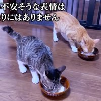 ご飯を食べる二匹の猫