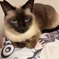 寝そべっている猫