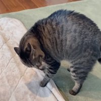 戸惑いながら覗き込む猫