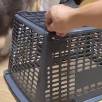 「家猫の捕獲は簡単」のテロップ写真1