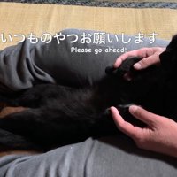 マッサージを待つ猫