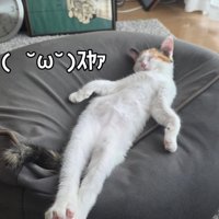人間みたいに眠る猫