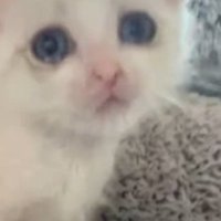 座っている子猫