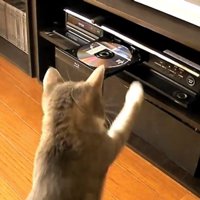 DVDレコーダーにパンチする猫