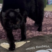 威嚇している黒猫さん