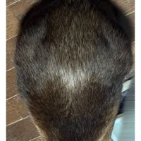 猫の背中