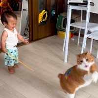 おもちゃを取ろうとして立つ猫