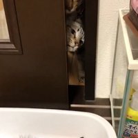 隙間から子猫を見る2匹の猫