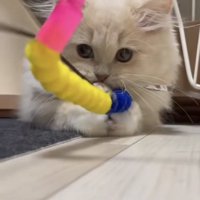 「絶対離さにゃい！」のテロップ写真1