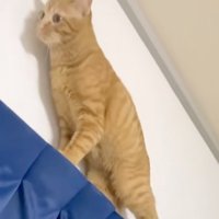 カーテンポールの上の猫