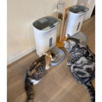 ごはん待ちの猫