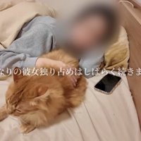 布団の上で人間に甘える猫