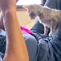 おもちゃをおなかに置く猫