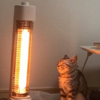 ストーブの前に座る猫