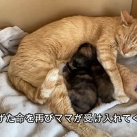 母猫の母乳を飲む子猫たち
