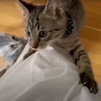 足を上る猫