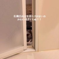 バスルームに入ろうとするトトロちゃん