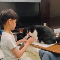 宿題の邪魔をする猫