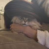 目を丸くする猫
