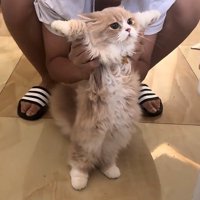 立っている猫