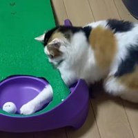 ホールに落ちたゴルフボールに前足を伸ばす三毛猫