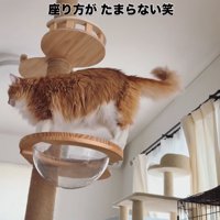キャットタワーに登る猫