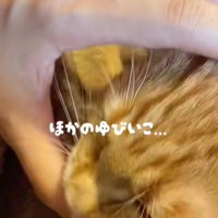飼い主の指を吸う猫