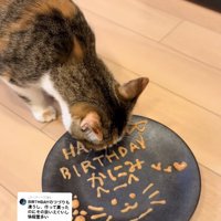 床に置いたお皿についたちゅーるを食べている猫