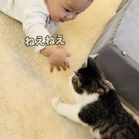 子猫に手を伸ばす赤ちゃん