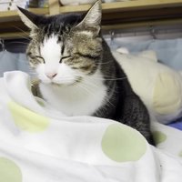 枕にのるおでこちゃん