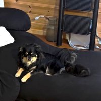 先住犬と並ぶ子猫