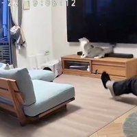 下を覗く猫