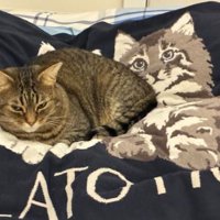 室内にいる猫