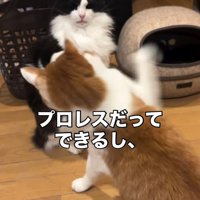 猫パンチする2匹の猫