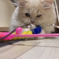 「絶対離さにゃい！」のテロップ写真3