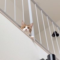 2階の柵から顔を出す茶トラ白猫