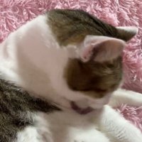 毛づくろいする猫