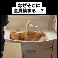 洗面台にいる猫たち